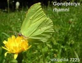 A green leaf on a yellow flower

Description automatically generated with medium confidence