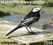 7258_motaceilla-alba-yarrellii_siglen-fraith_wiki_0812223