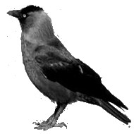 F1562_jackdaw